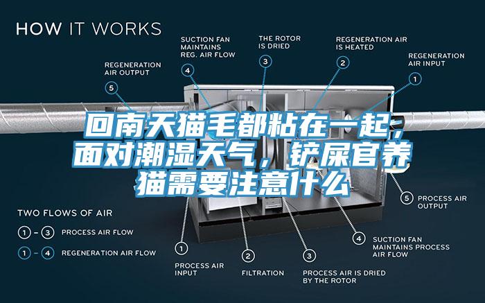 回南天貓毛都粘在一起，面對潮濕天氣，鏟屎官養貓需要注意什么