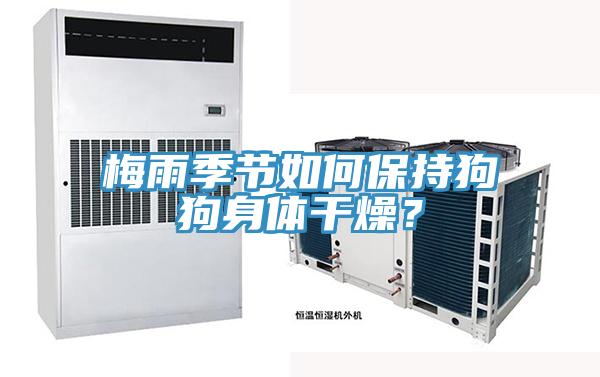 梅雨季節(jié)如何保持狗狗身體干燥？