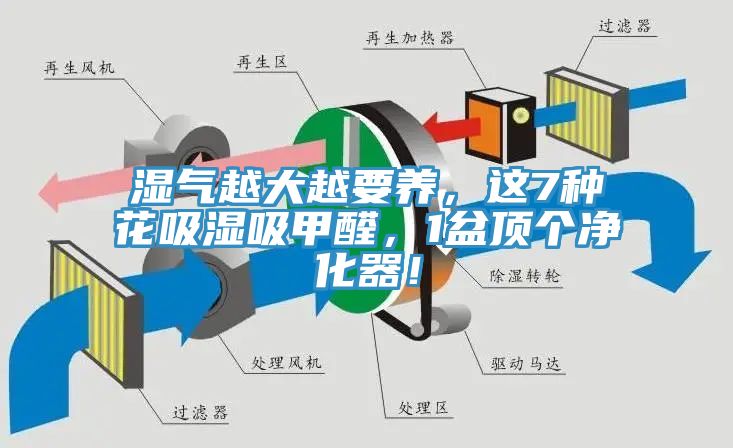 濕氣越大越要養，這7種花吸濕吸甲醛，1盆頂個凈化器！