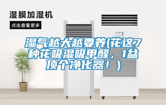 濕氣越大越要養(花這7種花吸濕吸甲醛，1盆頂個凈化器！)